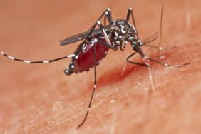 Bati-Nil-virusunun-yuksek-dolasim-donemi-eylul-sonuna-kadar-surebilir-featured