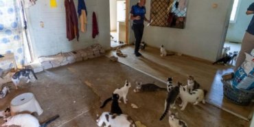 Kotu-kokunun-kaynagi-cop-degil-100-kedi-cikti-featured
