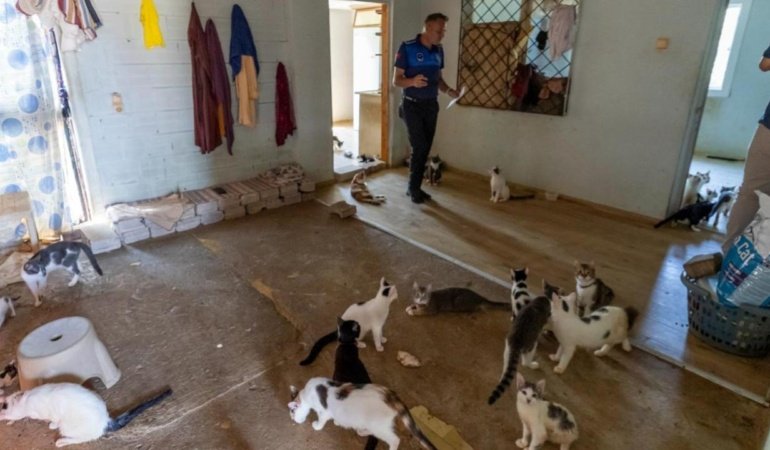 Kötü kokunun kaynağı çöp değil, 100 kedi çıktı