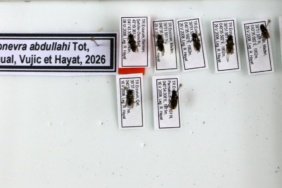 Kesfettigi-cicek-sinegi-turune-1998039de-kaybettigi-oglunun-adini-verdi-featured