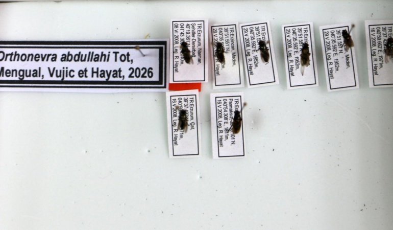 Keşfettiği çiçek sineği türüne 1998'de kaybettiği oğlunun adını verdi
