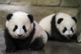 Panda-diplomasisi-geri-dondu-Birkac-gun-icinde-ulasacaklar-featured