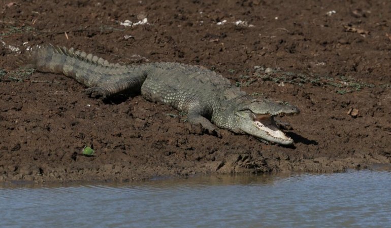 Singapur'da sahte timsah görüntüsü başına iş açtı