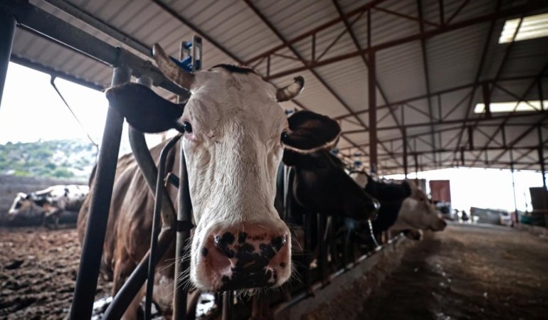 Amasya'da hayvan pazarları geçici olarak kapatıldı