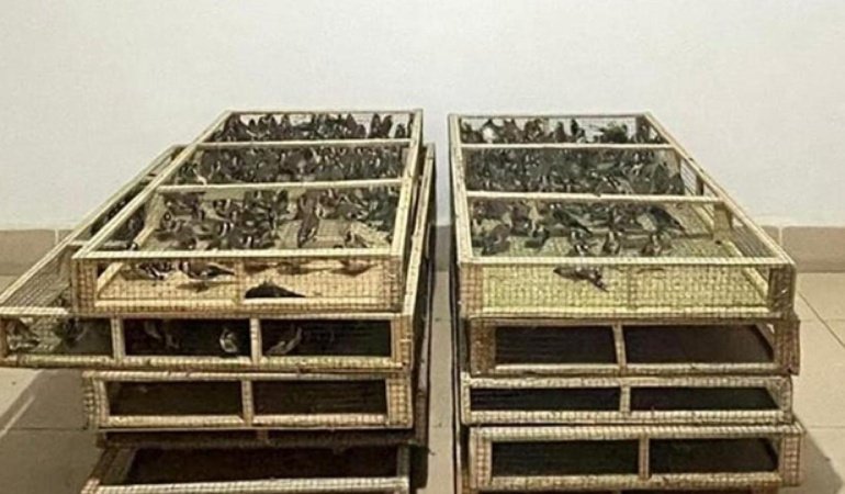 Ankarada saka kuşu üretip satan kişiye 1,4 milyon lira ceza