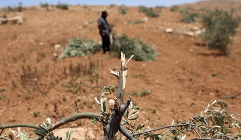 BM, Batı Şeria'da zeytin hasadı sezonunda saldırıların arttığı uyarısında bulundu