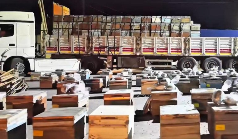 Hakkari'de arı kovanlarına gizlenmiş 91 kilogram uyuşturucu ele geçirildi