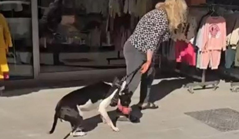 Sokakta kedi parçalayan köpeğin sahibine 95 bin TL ceza kesildi